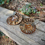 Ammonites