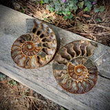 Ammonites