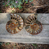 Ammonites