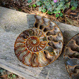 Ammonites