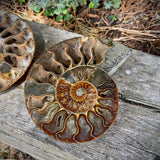 Ammonites