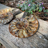 Ammonites
