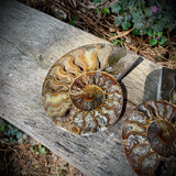 Ammonites