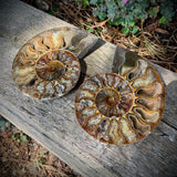 Ammonites