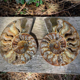 Ammonites