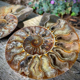 Ammonites