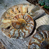 Ammonites