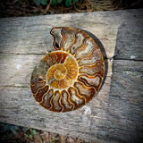 Ammonites