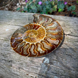 Ammonites
