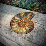 Ammonites