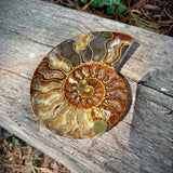 Ammonites