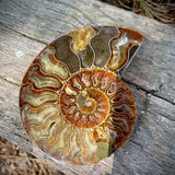 Ammonites