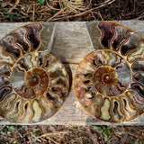 Ammonites