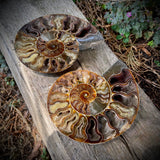 Ammonites