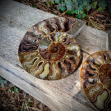 Ammonites