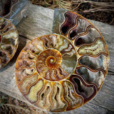 Ammonites