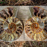 Ammonites