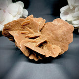 Desert Rose
