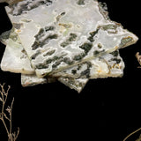 Tree Agate Coasters - Set of 4